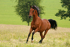 arabian horse stallion