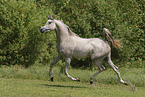 arabian horse mare