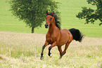 arabian horse stallion