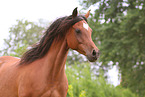 arabian horse mare