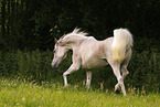 arabian horse stallion