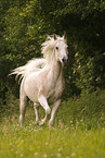 arabian horse stallion