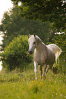 arabian horse stallion