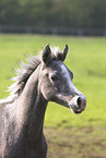 arabian horse foal