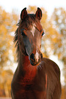 arabian horse foal