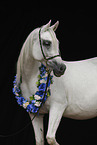 arabian horse mare