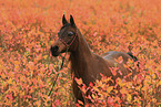 arabian horse mare