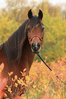 arabian horse mare