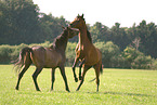 2 arabian horse stallions