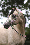 arabian horse stallion