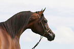 arabian horse mare