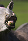 arabian horse mouth