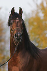 arabian horse stallion