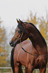 arabian horse stallion