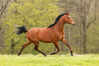 arabian horse mare