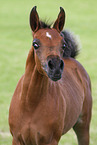 arabian horse foal