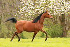 arabian horse mare