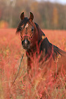 arabian horse stallion