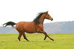 arabian horse mare