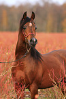 arabian horse stallion