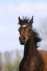 arabian horse foal