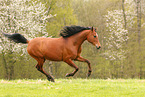 arabian horse mare