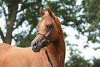 arabian horse mare