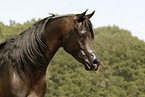 arabian horse stallion