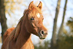 arabian horse foal