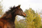 arabian horse foal