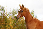 arabian horse foal