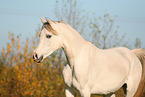 arabian horse mare