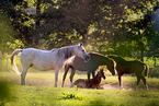 arabian horses