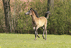 arabian horse foal