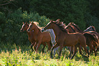 arabian horse stallions