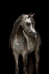 arabian horse stallion