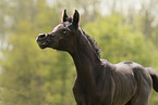 arabian horse foal