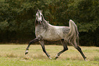 arabian horse stallion
