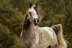 arabian horse stallion