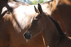 2 arabian horses