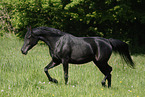 arabian horse mare