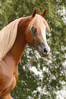 arabian horse stallion