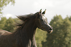 arabian horse mare