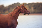 arabian horse