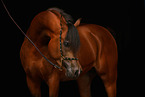 arabian horse portrait