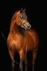 arabian horse portrait