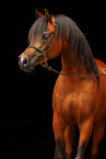 arabian horse portrait