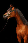 arabian horse portrait