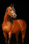 arabian horse portrait