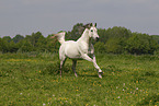 arabian horse